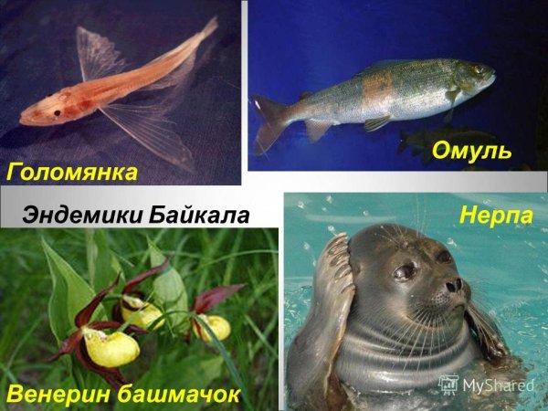 Эндемики озера Байкал