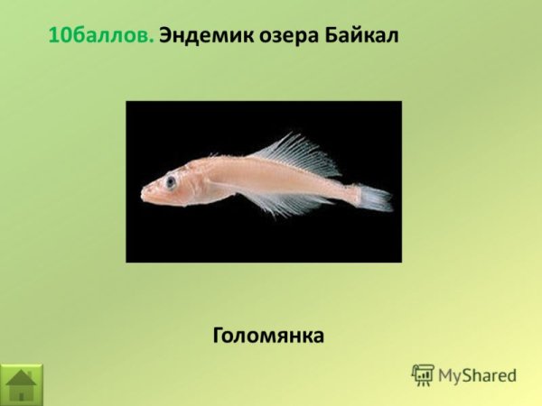 Эндемики Байкала Голомянка