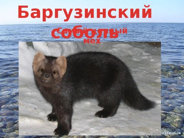 Эндемики озера Байкал