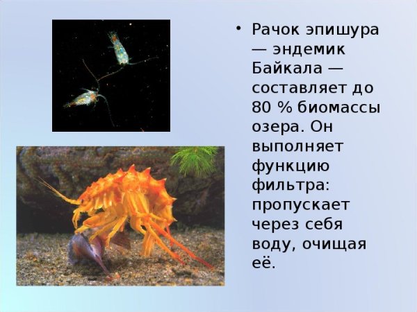 Байкал рачок эпишура