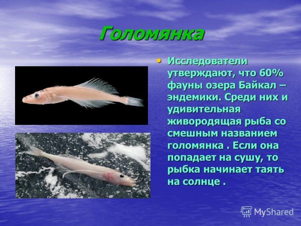 Эндемики Байкала Голомянка