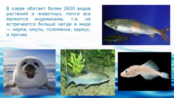 Омуль Голомянка хариус