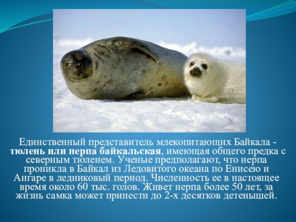 Байкальская Нерпа рассказ