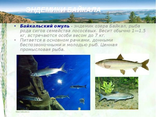 Омуль Байкальский семейство