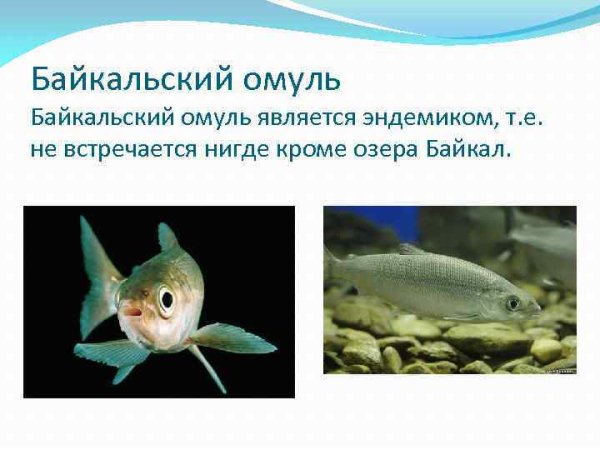 Омуль интересные факты