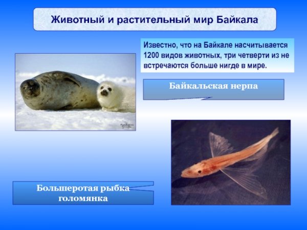 Озеро Байкал животные и растения