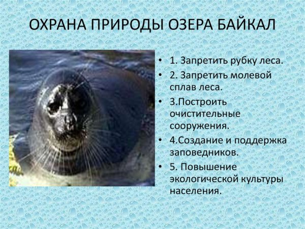 Обитатели эндемики озера Байкал