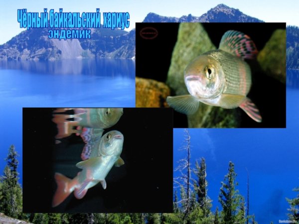 Эндемики Байкала хариус