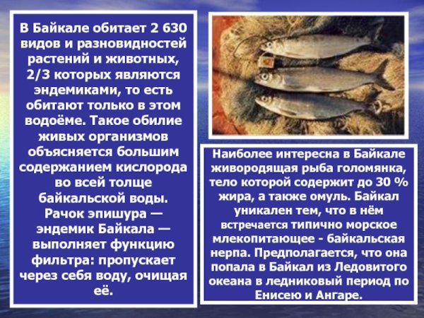 Что обитает на Байкале