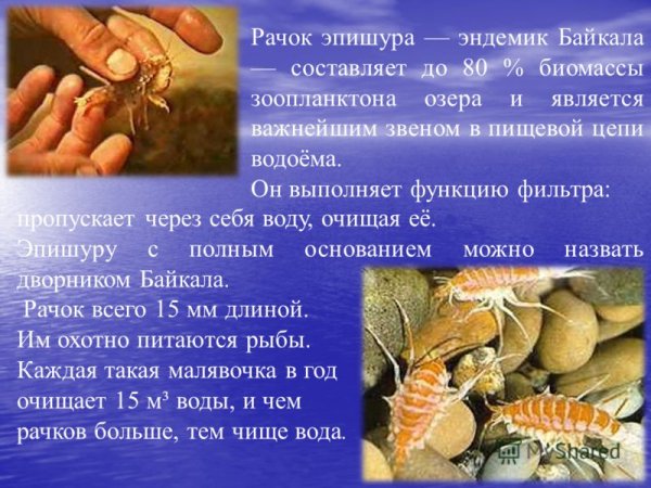 Эндемики Байкала рачок эпишура