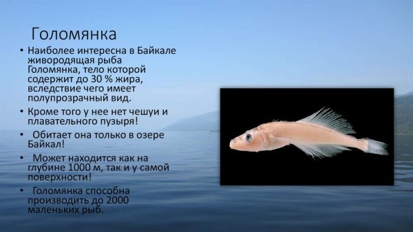 Рыба Голомянка из озера Байкал
