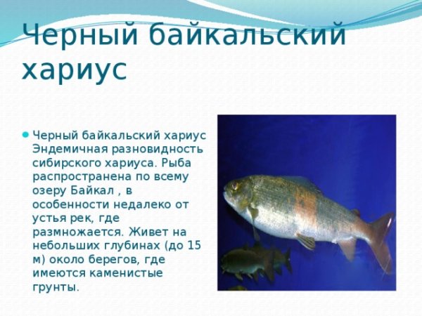 Сообщение на тему рыба Байкала