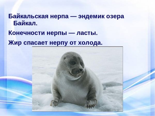 Байкальская Нерпа описание