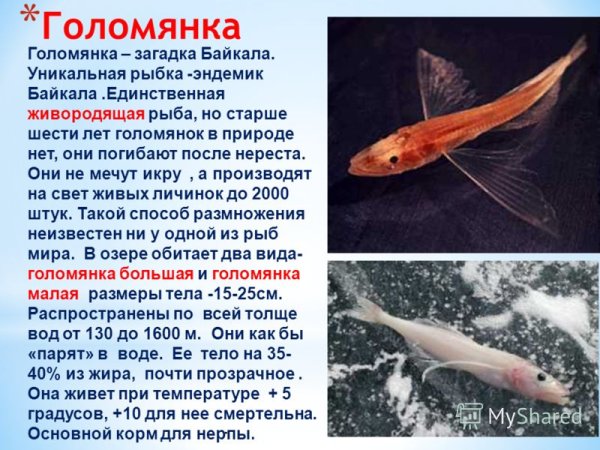 Эндемики Байкала Голомянка