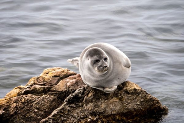 Эндемик Байкальская Нерпа