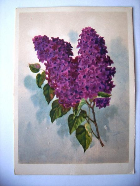 Роман сирень