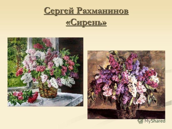 Рахманинова сирень