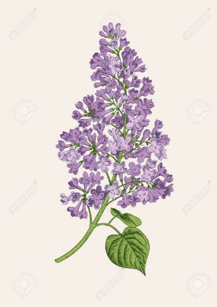 Иллюстрация к романсу Рахманинова сирень