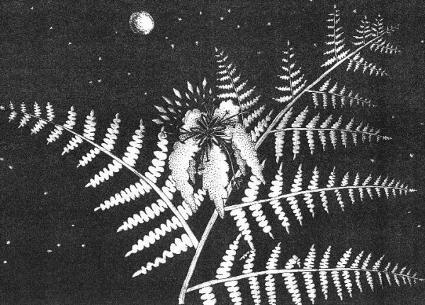 Цветок папоротника Митурича Николая