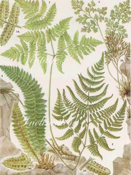 Щитовник Ботаническая иллюстрация