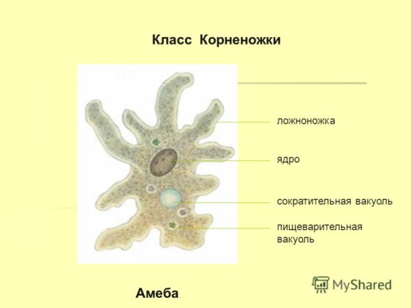 Строение амебы 7 класс биология