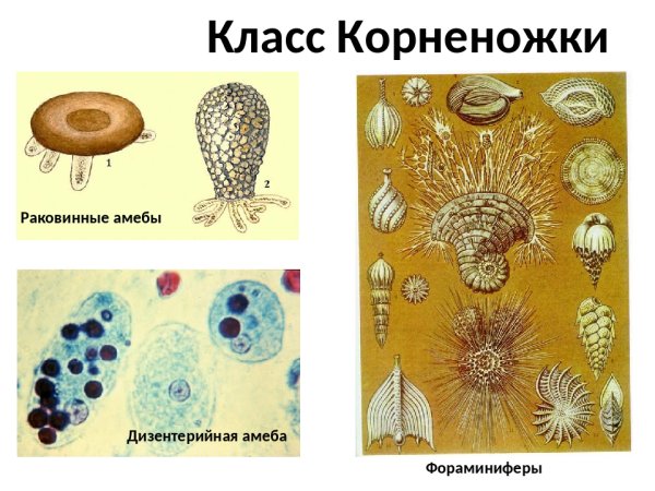 Раковинные корненожки. Радиолярии.фораминиферы солнечники