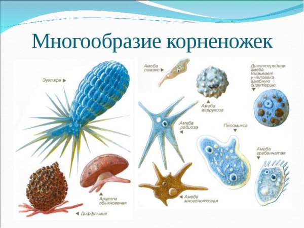 Представители корненожек простейшие