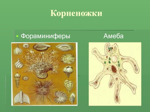 Корненожки амеба