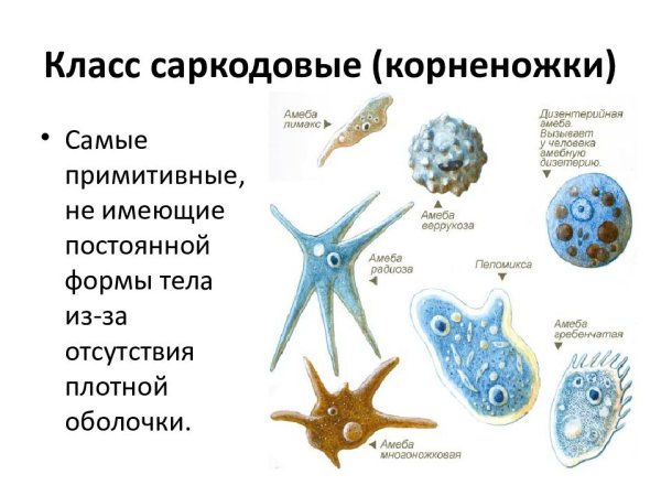 Представители класса Саркодовые корненожки