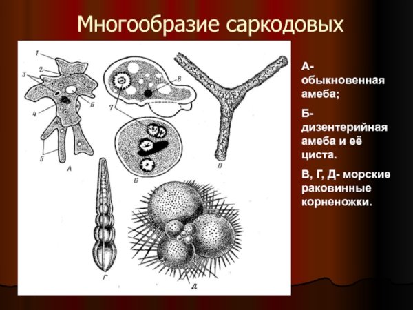Саркодовые корненожки