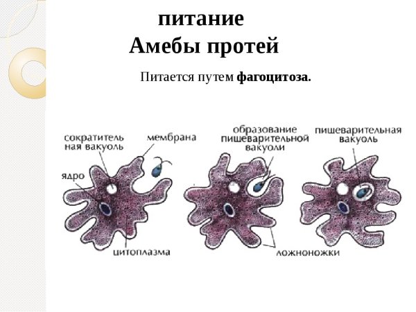 Амёба обыкновенная 5 класс биология