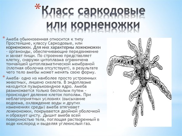 Тип питания саркодовых