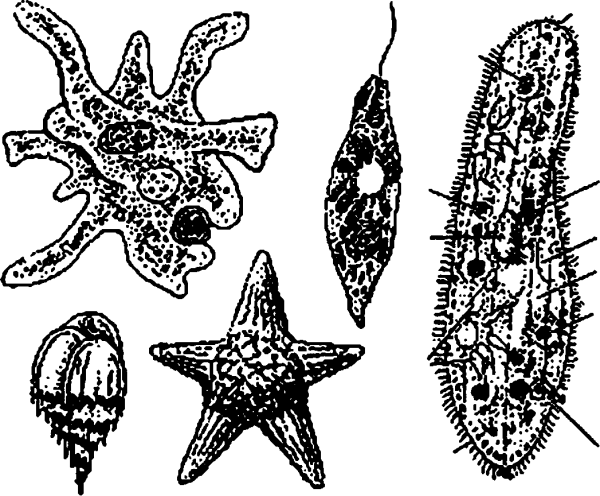 Корненожки амеба