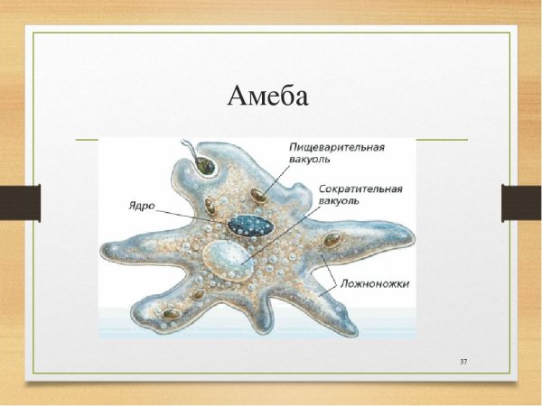 Пищеварительная вакуоль амебы