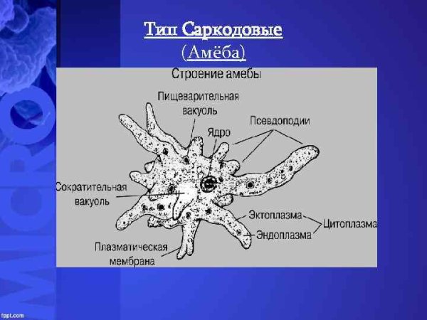 Тип Саркожгутиконосцы класс Саркодовые