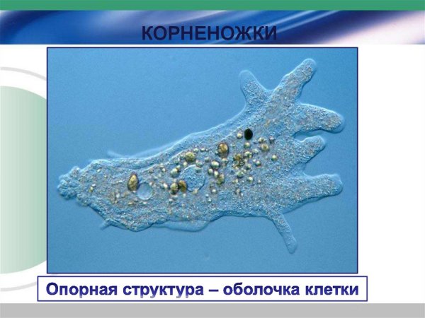 Корненожки представители