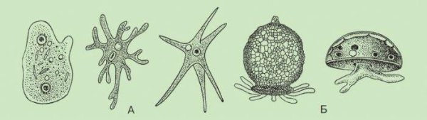 Раковинные корненожки представители