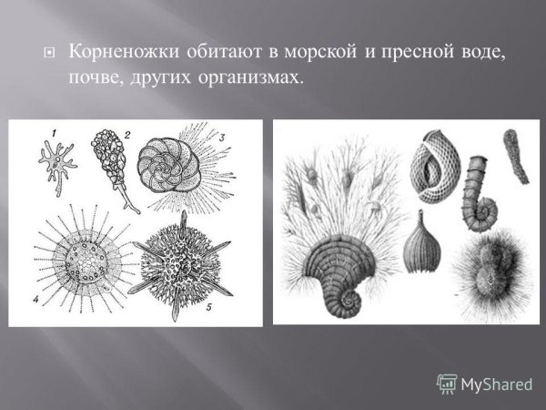 Корненожки обитают