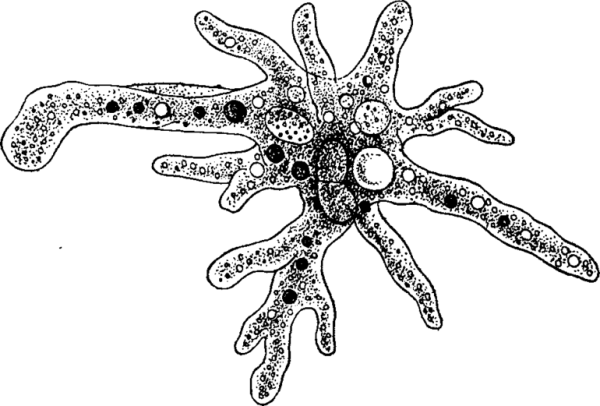 Корненожки амеба