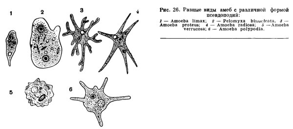 Амеба веррукоза
