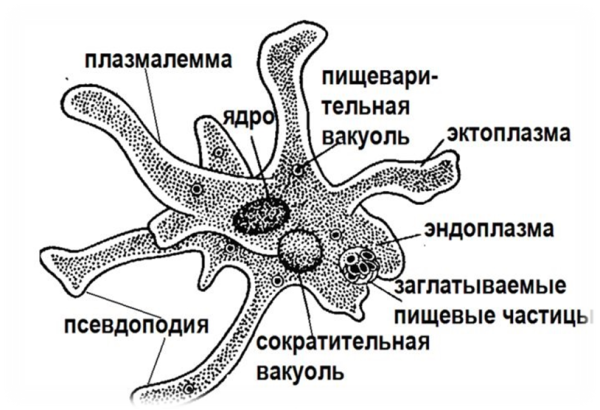 Строение амебы обыкновенной