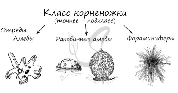 Класс корненожки представители