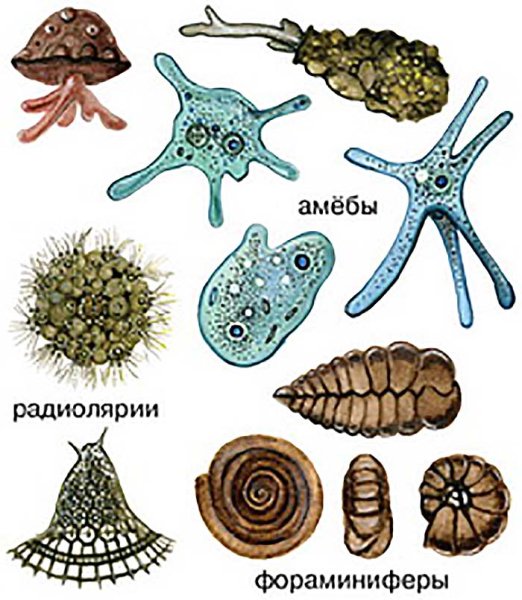 Саркодовые фораминиферы представители