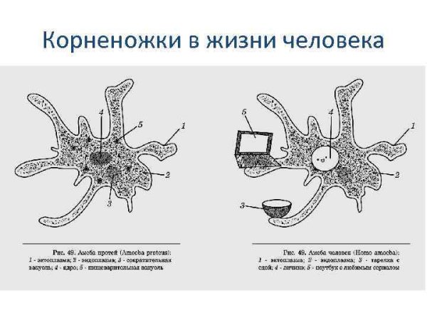 Структуры амебы Протей