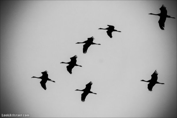 Памятник журавлиный Клин