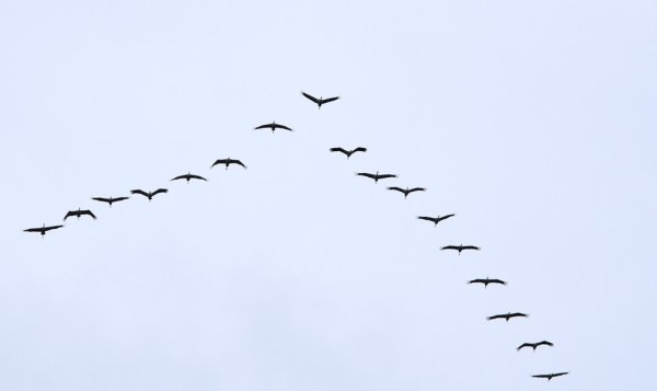 Журавлиный Клин храм