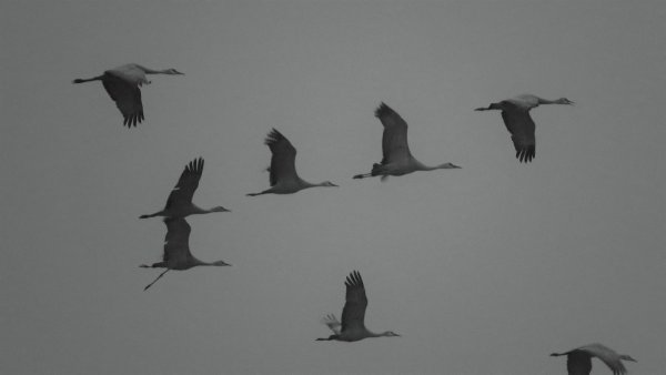 Летят Журавли