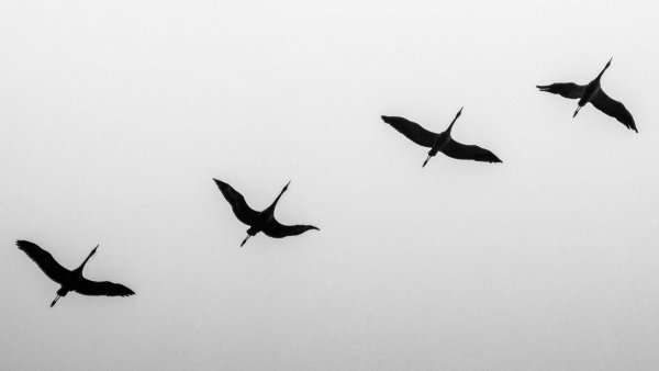 Птица летит