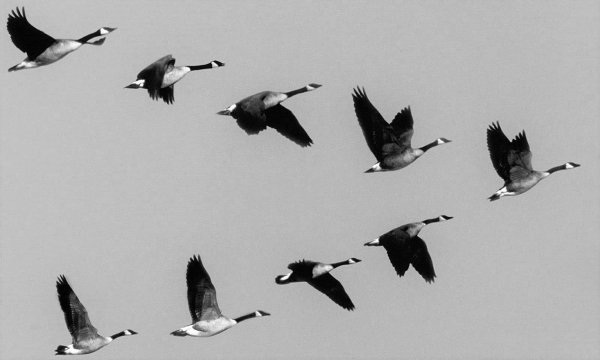 Клин косяк стая