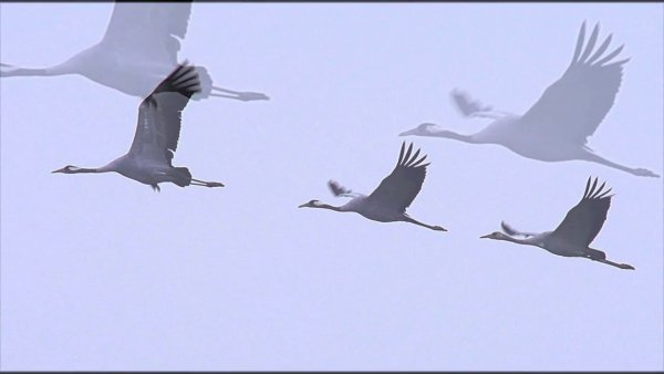 Клин журавлей на белом фоне